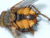 Tachina fera